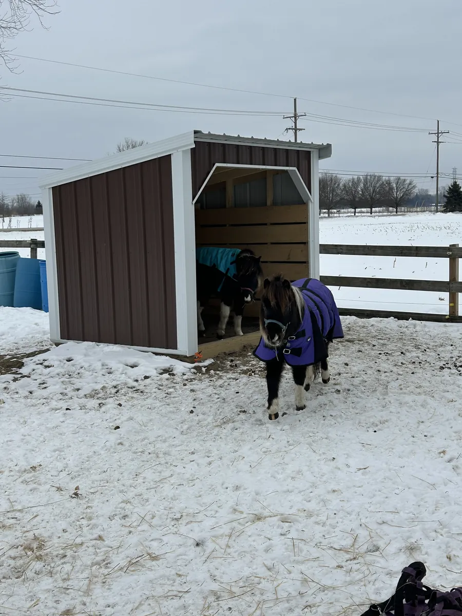 Brown run-in shelter in a snowy paddock with two miniature horses wearing blankets.